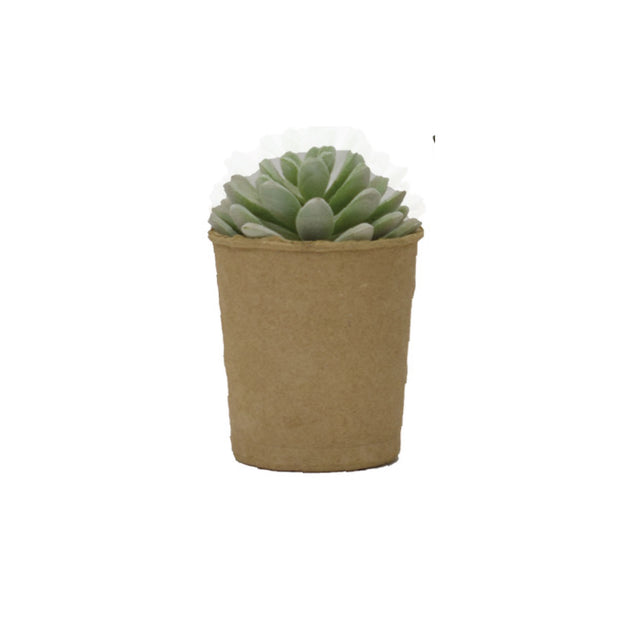 Succulent in Paper Pot